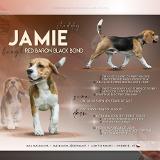 Red Baron Black Bond