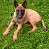 Citrus Ťapka