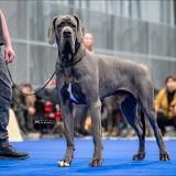 Gustav Apollo Apollo Dog