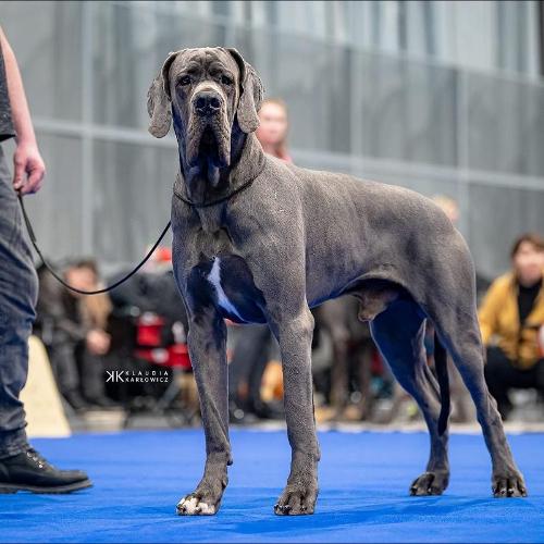 Gustav Apollo Apollo Dog