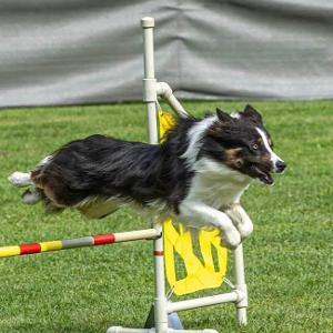 pic