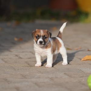 5weeks