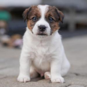 5weeks