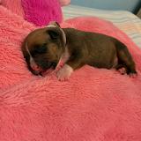 Emma Star of my Heart