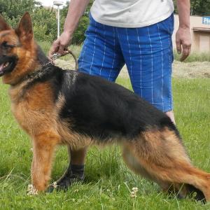Alexa z Likonu,V2,RTG1/1,0/0,DNA-gpr.,ZVV1,5JX1/P