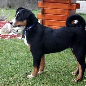 Jasmína