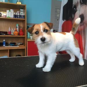 fenka z CHS Pets Smile
