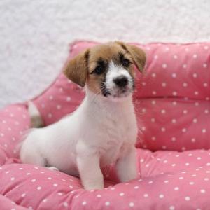 CHS Pets Smile