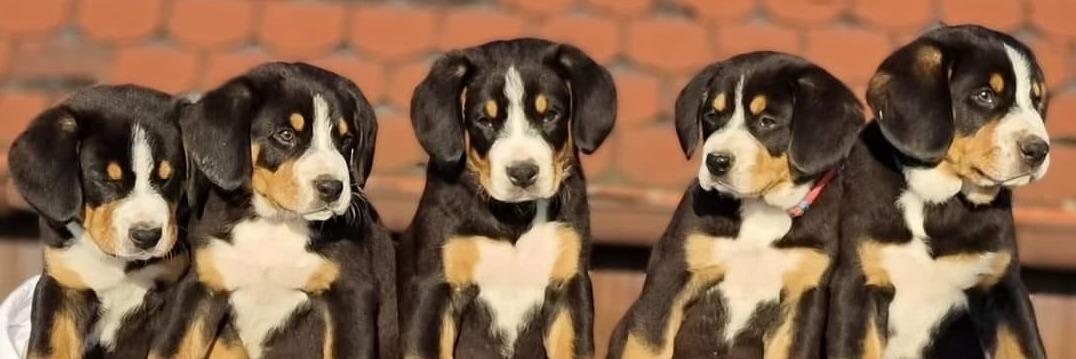 Perrito de Kaldeco