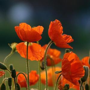 test1