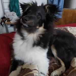 Ori