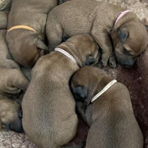 Aron, Argo, Arwin, Ajax a Aida