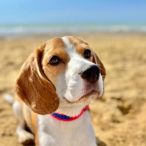 Astrid (Bissy Sparkling Asara