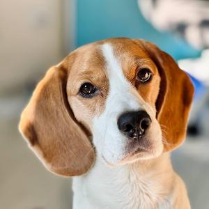 Astrid (Bissy Sparkling Asara)